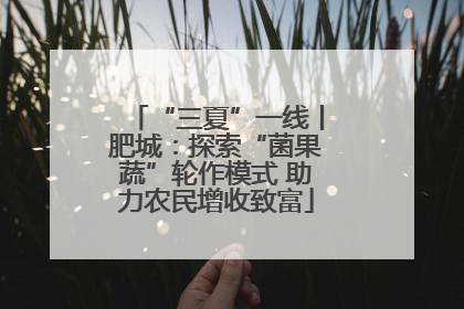 “三夏”一线丨肥城：探索“菌果蔬”轮作模式 助力农民增收致富