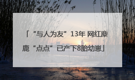 “与人为友”13年 网红麋鹿“点点”已产下8胎幼崽