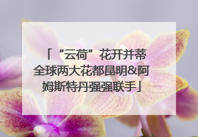 “云荷”花开并蒂 全球两大花都昆明&阿姆斯特丹强强联手