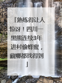 熟练得让人惊讶！四川一黑熊连续3年进村偷蜂蜜，藏哪都找得到