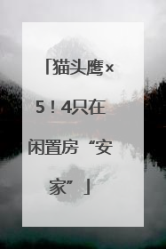 猫头鹰×5！4只在闲置房“安家”