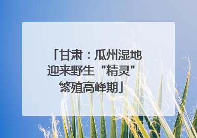 甘肃：瓜州湿地迎来野生“精灵”繁殖高峰期