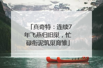 真奇特：连续7年飞燕归旧巢，忙碌衔泥筑巢育雏