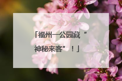 福州一公园藏“神秘来客”！