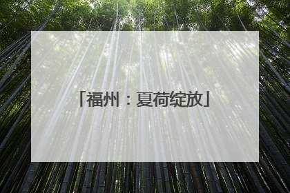 福州：夏荷绽放