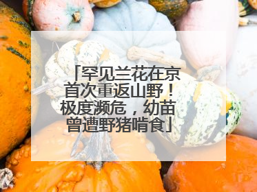 罕见兰花在京首次重返山野！极度濒危，幼苗曾遭野猪啃食