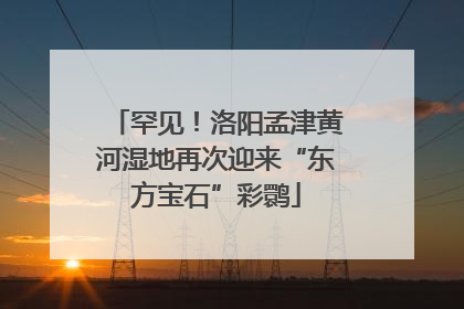 罕见！洛阳孟津黄河湿地再次迎来“东方宝石”彩鹮