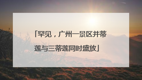 罕见，广州一景区并蒂莲与三蒂莲同时盛放