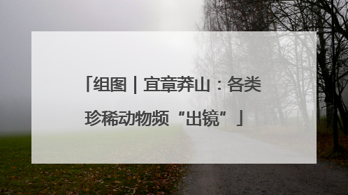 组图｜宜章莽山：各类珍稀动物频“出镜”