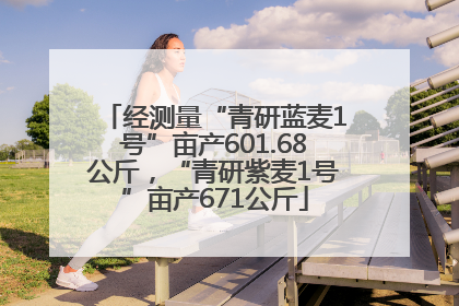 经测量“青研蓝麦1号”亩产601.68公斤，“青研紫麦1号”亩产671公斤