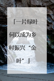 一片绿叶何以成为乡村振兴“金叶”