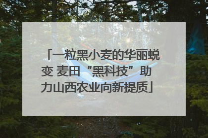 一粒黑小麦的华丽蜕变 麦田“黑科技”助力山西农业向新提质