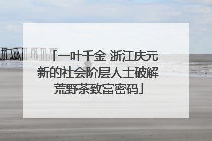 一叶千金 浙江庆元新的社会阶层人士破解荒野茶致富密码