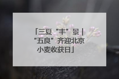 三夏“丰”景｜“五良”齐迎北京小麦收获日