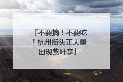 不要摘！不要吃！杭州街头正大量出现紫叶李