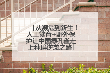 从濒危到新生！人工繁育+野外保护让中国绿孔雀走上种群逆袭之路