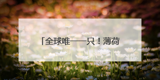 全球唯一一只！薄荷色LABUBU以108万元拍卖成交