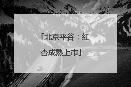 北京平谷：红杏成熟上市