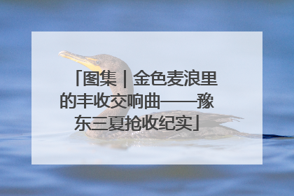 图集｜金色麦浪里的丰收交响曲——豫东三夏抢收纪实