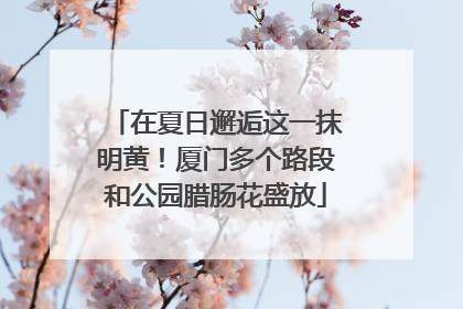 在夏日邂逅这一抹明黄！厦门多个路段和公园腊肠花盛放