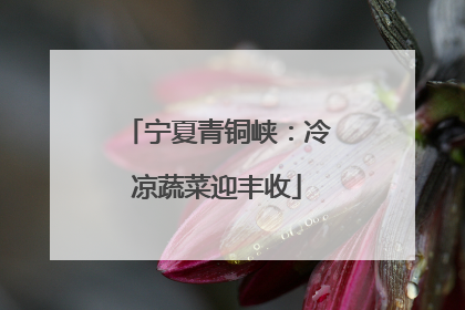 宁夏青铜峡：冷凉蔬菜迎丰收