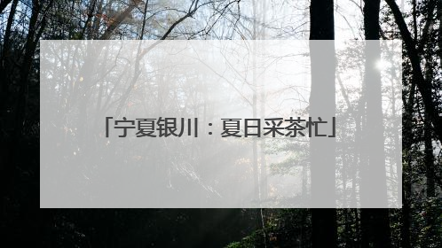 宁夏银川：夏日采茶忙