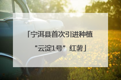 宁洱县首次引进种植“云淀1号”红薯