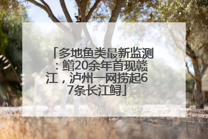 多地鱼类最新监测：鳤20余年首现赣江，泸州一网捞起67条长江鲟