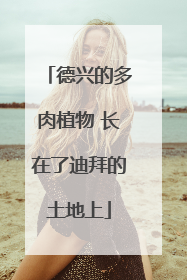 德兴的多肉植物 长在了迪拜的土地上