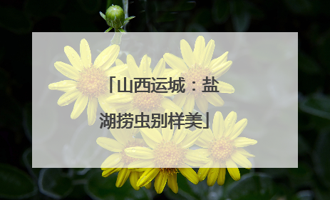 山西运城：盐湖捞虫别样美