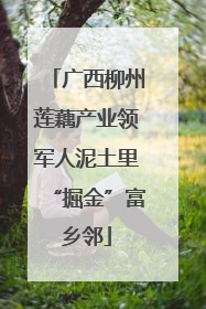 广西柳州莲藕产业领军人泥土里“掘金”富乡邻