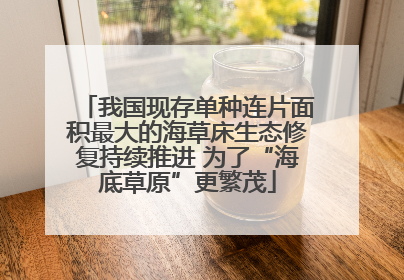 我国现存单种连片面积最大的海草床生态修复持续推进 为了“海底草原”更繁茂