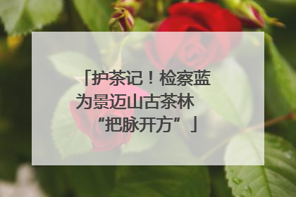 护茶记！检察蓝为景迈山古茶林 “把脉开方”