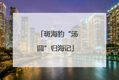 斑海豹“汤圆”归海记
