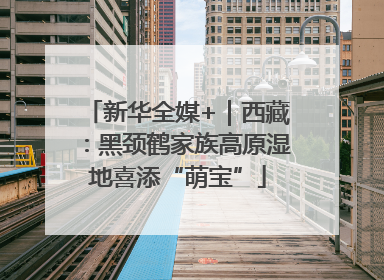 新华全媒+｜西藏：黑颈鹤家族高原湿地喜添“萌宝”
