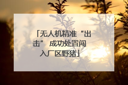 无人机精准“出击” 成功处置闯入厂区野猪