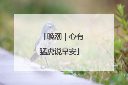 晚潮｜心有猛虎说早安