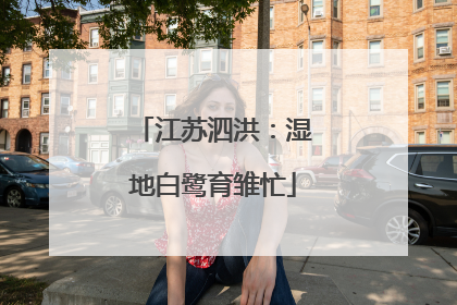 江苏泗洪：湿地白鹭育雏忙
