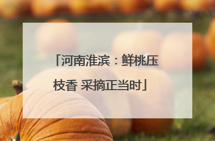 河南淮滨：鲜桃压枝香 采摘正当时