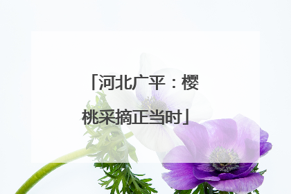河北广平：樱桃采摘正当时