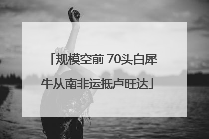 规模空前 70头白犀牛从南非运抵卢旺达