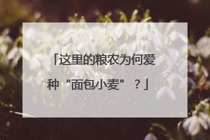 这里的粮农为何爱种“面包小麦”？