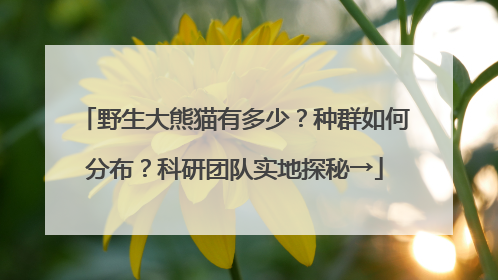 野生大熊猫有多少？种群如何分布？科研团队实地探秘→