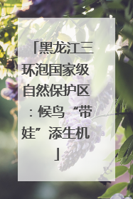 黑龙江三环泡国家级自然保护区：候鸟“带娃”添生机