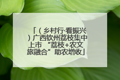 （乡村行·看振兴）广西钦州荔枝集中上市 “荔枝+农文旅融合”助农增收
