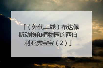 （外代二线）布达佩斯动物和植物园的西伯利亚虎宝宝（2）